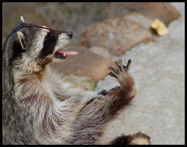 라쿤(Racoon) 이미지